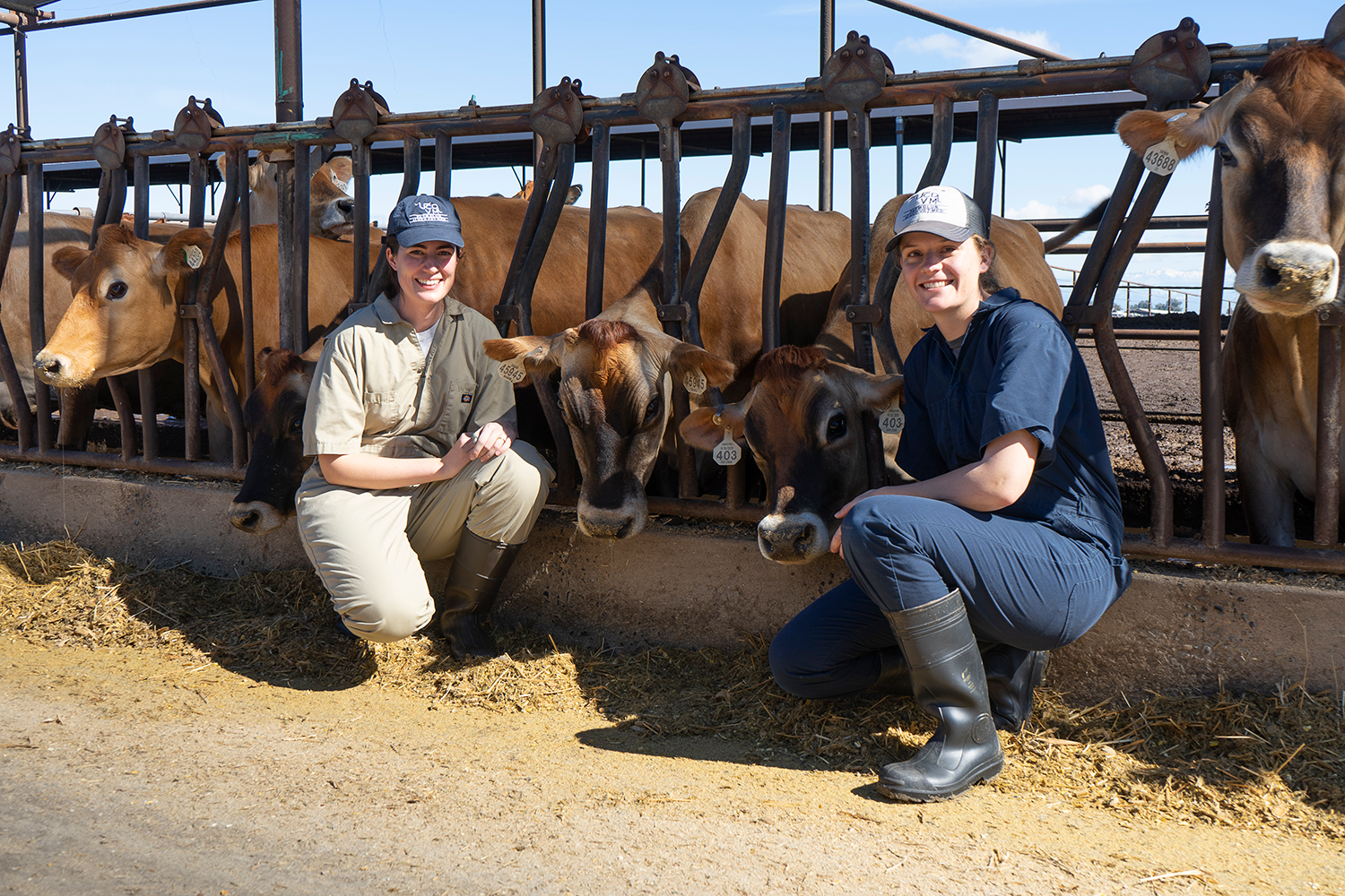 vets with cows