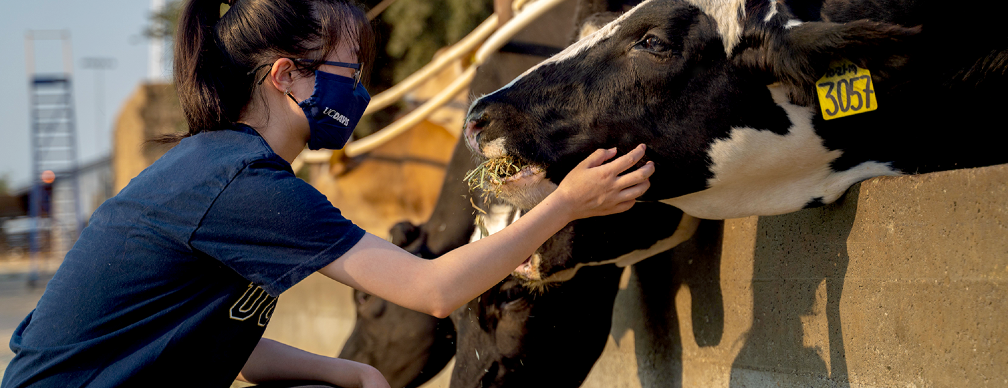 student pets a dairy cow