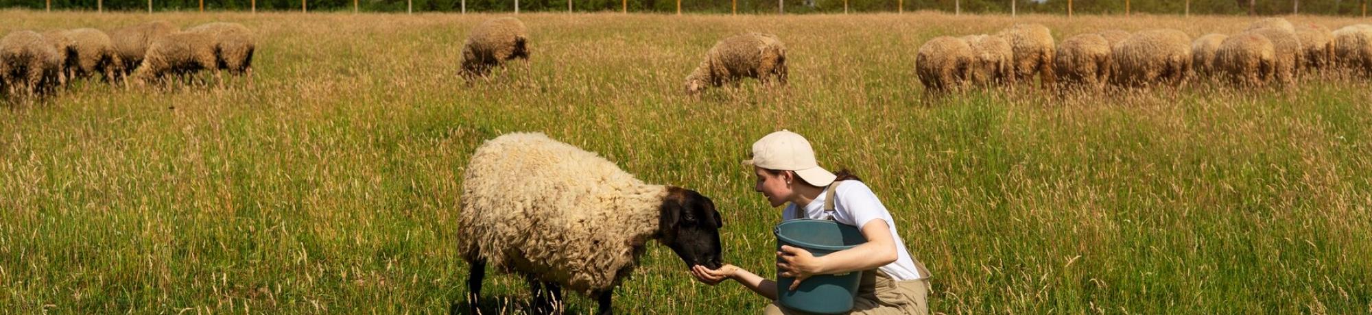 woman feeding sheep