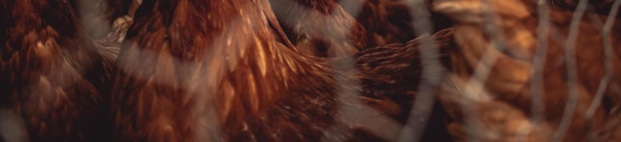 roosters